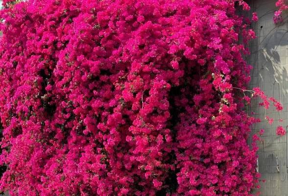 哪5种花养了上瘾？颜值爆表的开花秘诀是什么？