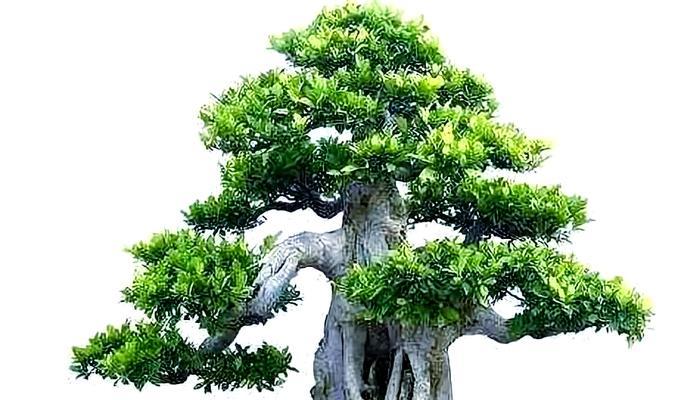 榕树树桩盆景怎么养护？榕树树桩盆景的养护技巧有哪些？