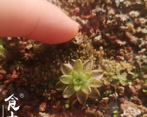 食虫植物有哪些？捕蝇草到捕虫蓳的魅力在哪里？