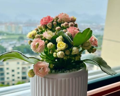 含笑花养护指南是什么？深盆、土壤与温度的重要性？