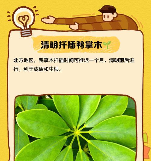 鸭掌木扦插秘籍是什么？如何一学就会？