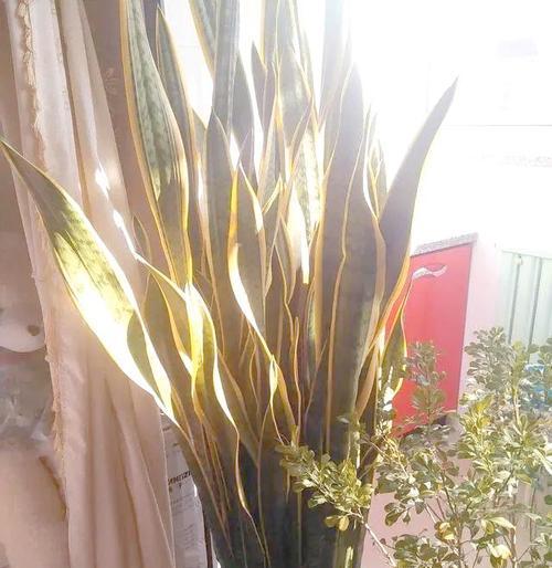 懒人养花必备的5种耐旱花卉是什么？如何一瓢水不烂根？