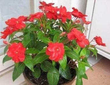 凤仙花的养护要点是什么？约3月开花的秘诀在哪里？