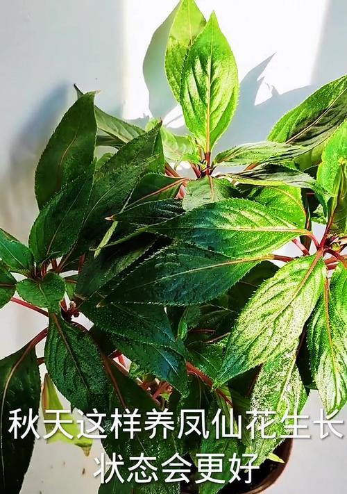 凤仙花的养护要点是什么？约3月开花的秘诀在哪里？