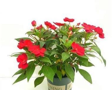 凤仙花的养护要点是什么？约3月开花的秘诀在哪里？