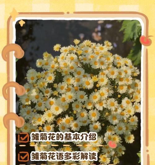 雏菊是多年生植物吗？管理养护方法有哪些？