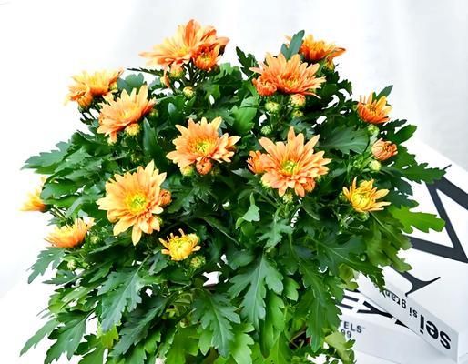 雏菊是多年生植物吗？管理养护方法有哪些？