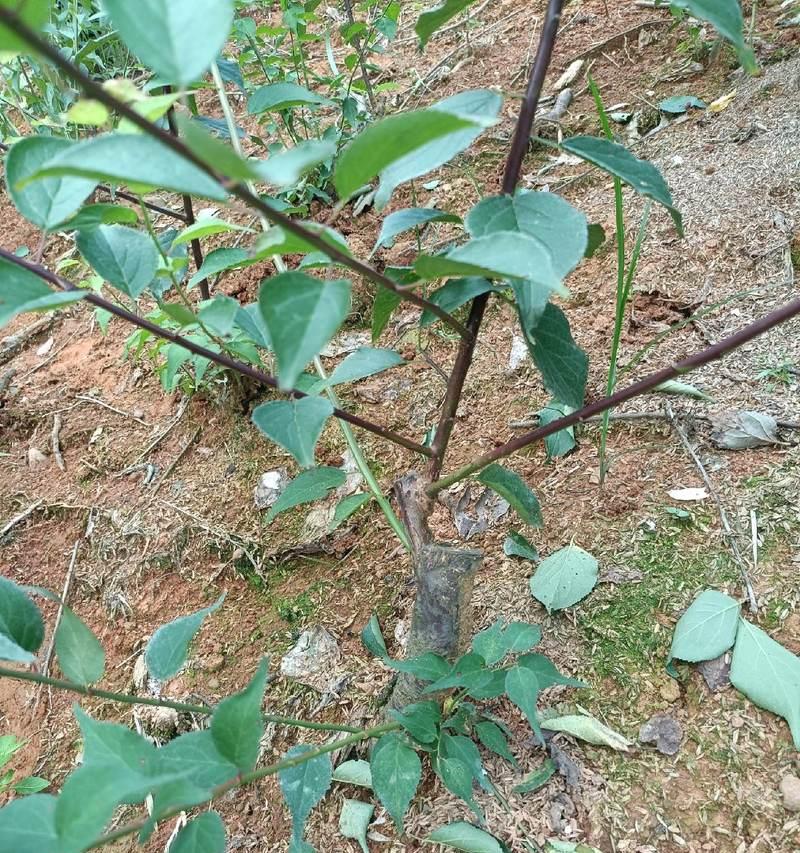 红梅的叶子有哪些特征？如何识别红梅的叶子？