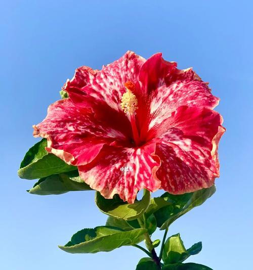 扶桑花的花期有多久？夏秋盛开的扶桑花如何养护？