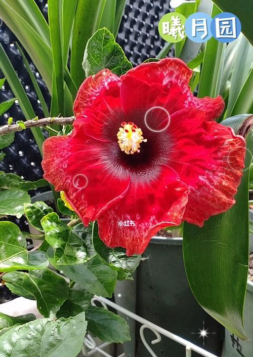 扶桑花的花期有多久？夏秋盛开的扶桑花如何养护？