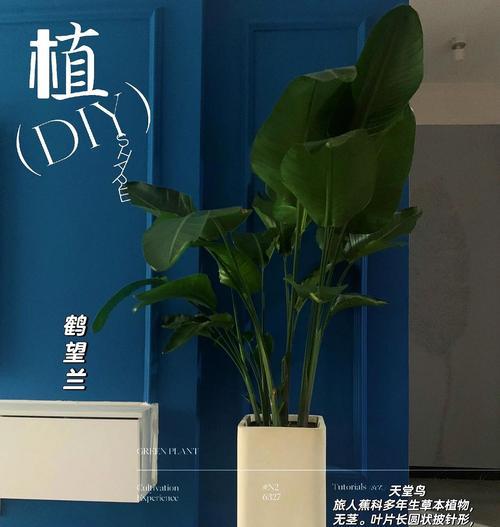 鹤望兰的养殖方法是什么？养殖鹤望兰需要注意哪些事项？
