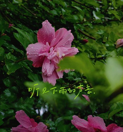 木槿花的花语和花期是什么？如何养护？