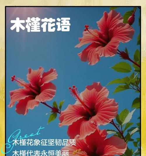 木槿花的花语和花期是什么？如何养护？