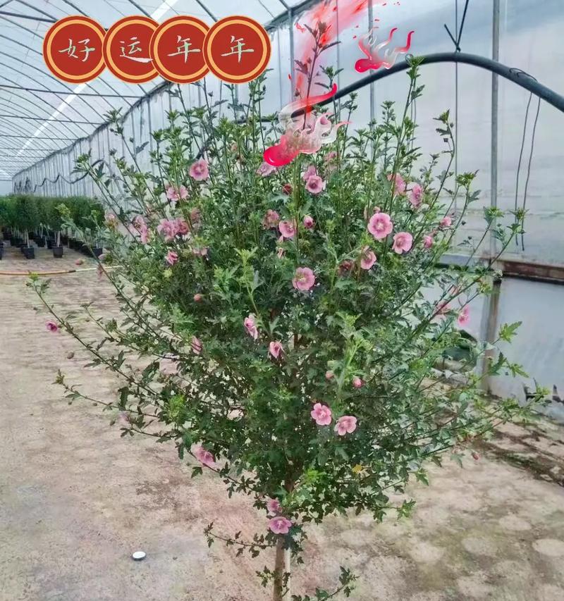 木槿花的花语和花期是什么？如何养护？