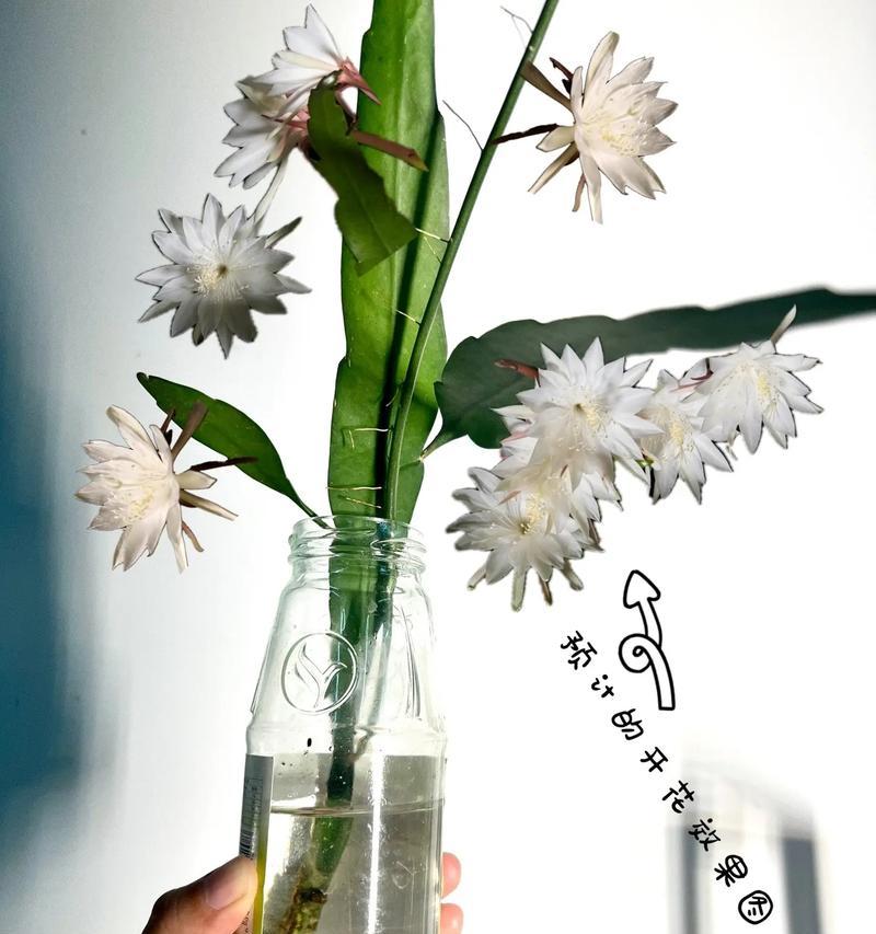 水培桅子开花的经验是什么？养护中有哪些疑问？