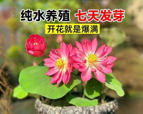 水培桅子开花的经验是什么？养护中有哪些疑问？