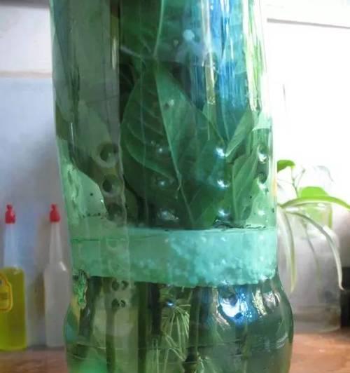 水培桅子开花的经验是什么？养护中有哪些疑问？