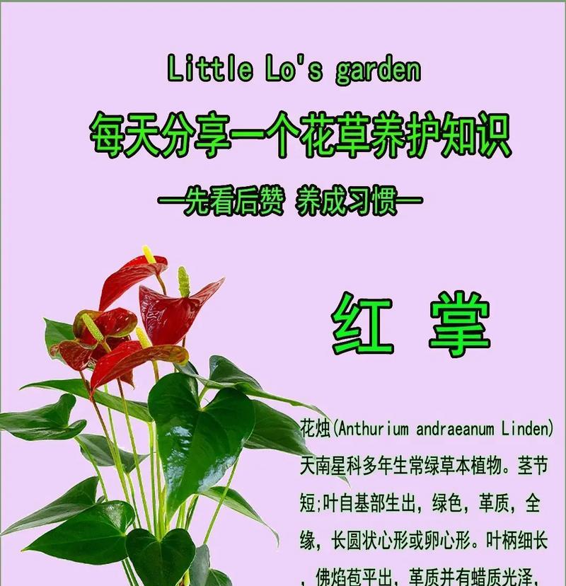 鸿运当头花的养护方法是什么？
