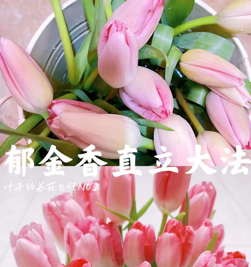郁金香的起源是什么？养护方法有哪些？