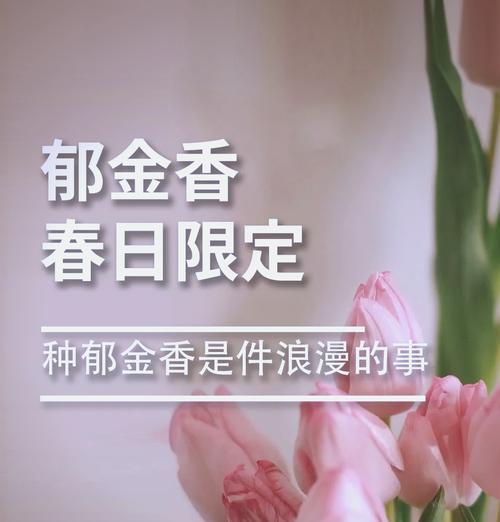 郁金香的起源是什么？养护方法有哪些？