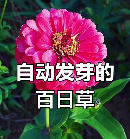 百日草六月份种植，什么时候会开花？