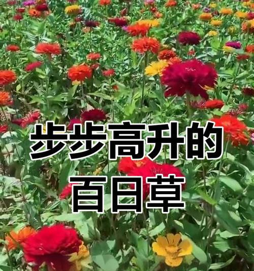 百日草六月份种植，什么时候会开花？
