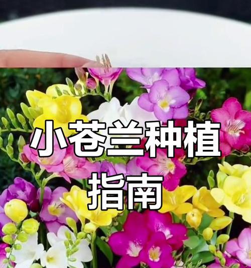 香雪兰的种植方法是什么？