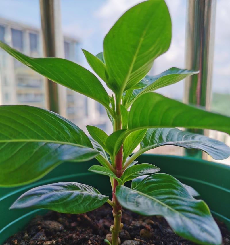 长春花幼苗的养殖方法是什么？