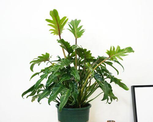 如何养护植物盆栽观叶？