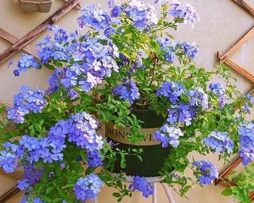 清明过后，哪些花适合扦插？