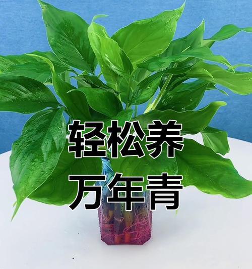万年青的扦插方法是什么？