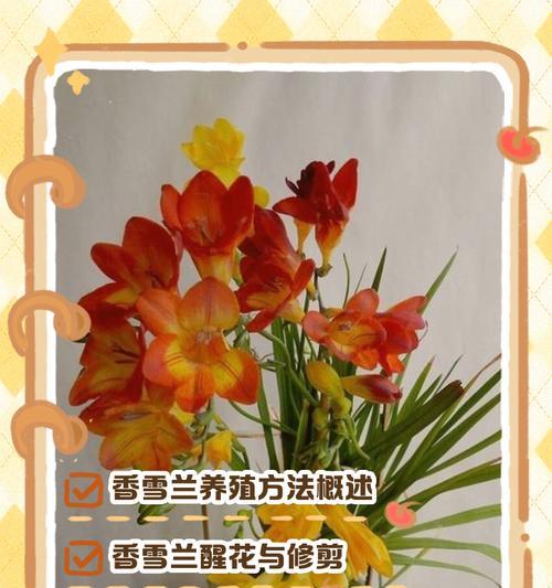 香雪兰开花为何如此香？