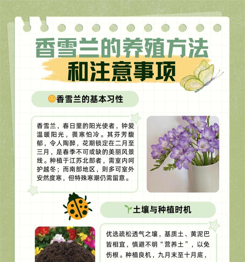 香雪兰开花为何如此香？