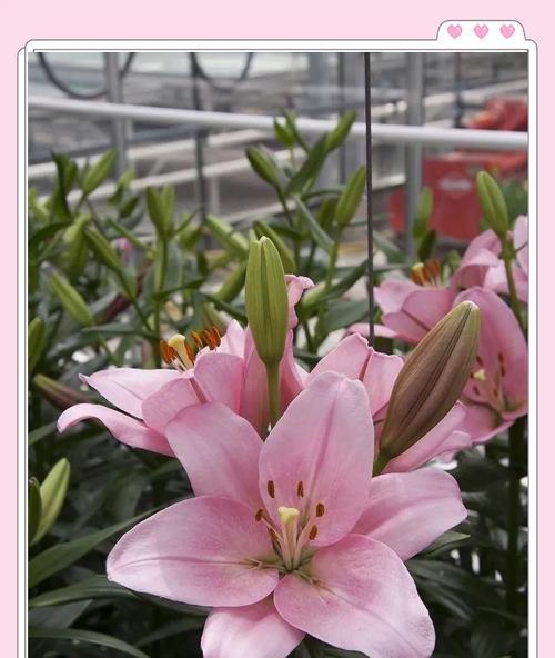 百合有哪些推荐的品种？