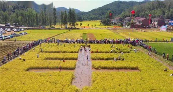 湖北襄阳恒森农业的禽类养殖技术如何？
