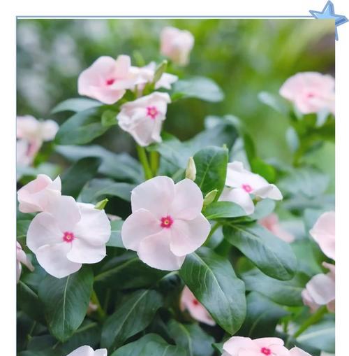 长春花的养殖方法和注意事项是什么？