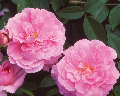 五月有哪些花卉盛开？如何进行花卉盘点？