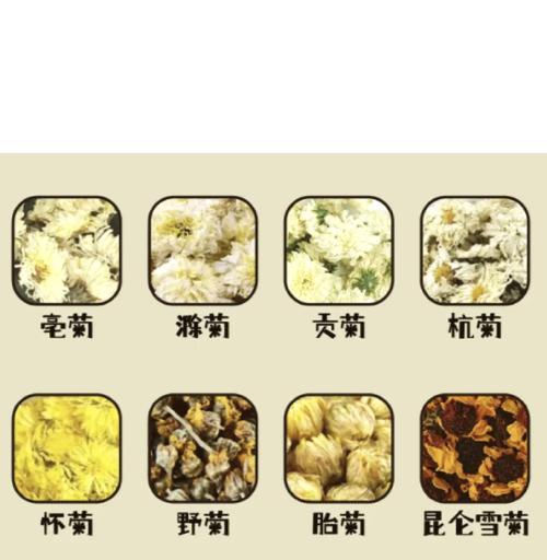 雏菊和菊花有什么区别？雏菊是菊花吗？