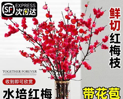 红梅有哪些品种？哪款红梅最适合你？