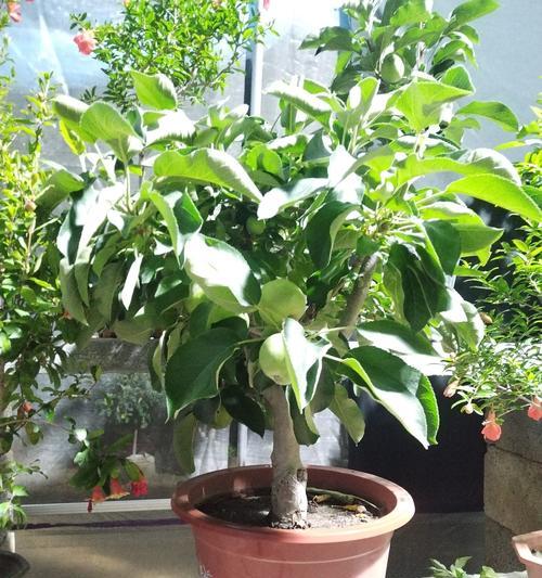 如何进行苹果盆栽？苹果盆栽有什么技巧？