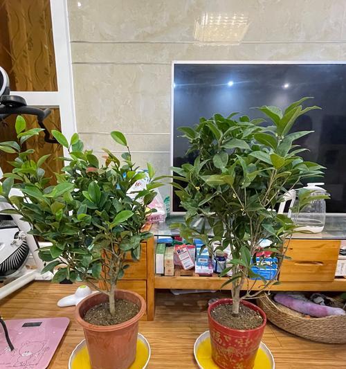 含笑花的养殖方法是什么？含笑花养殖需要注意什么？
