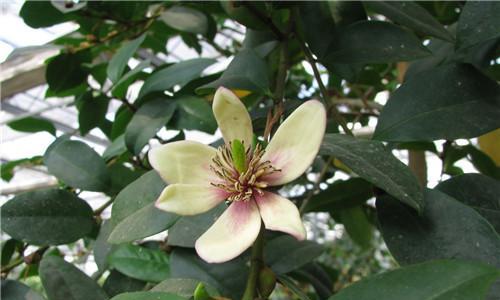 含笑花的养殖方法是什么？含笑花养殖需要注意什么？