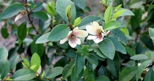 含笑花的养殖方法是什么？含笑花养殖需要注意什么？