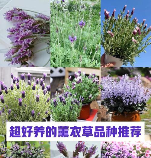 薰衣草应该如何养殖？薰衣草养殖的注意事项有哪些？