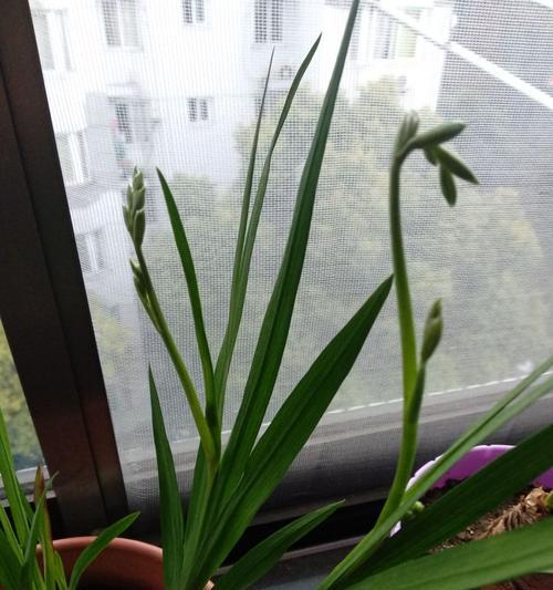 香雪兰在自然条件下开花需要满足哪些条件？