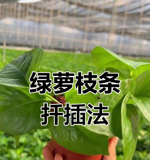 绿萝扦插技巧是什么？如何轻松让绿萝生根长叶？
