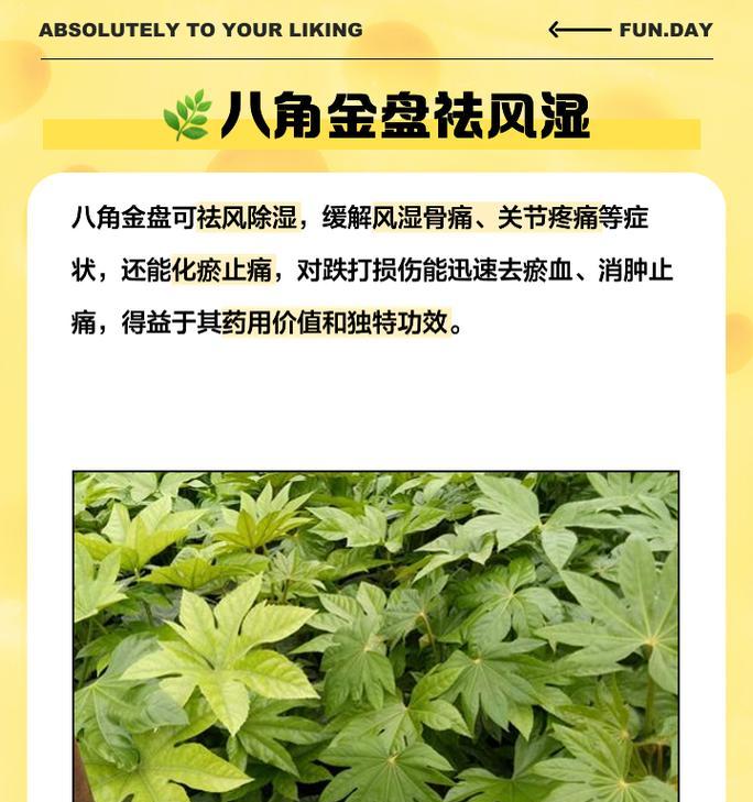 八角金盘是喜阴还是喜阳？八角金盘可以种植在哪里？