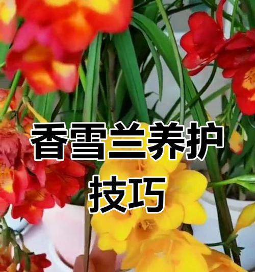 香雪兰水培如何进行？怎样才能养出清新雅致的花朵？