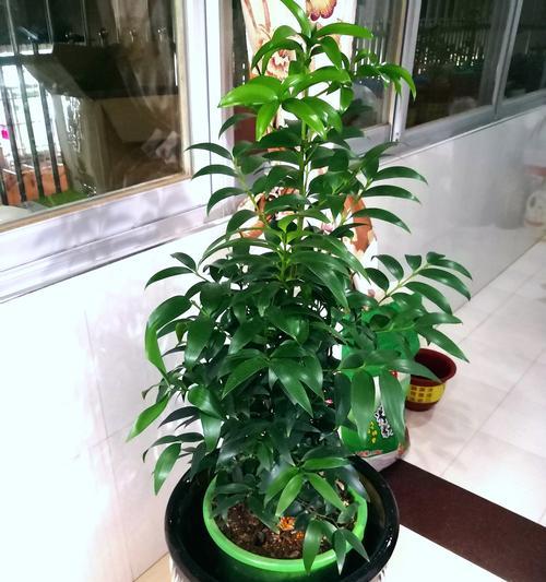 家中养花需要注意什么？哪些花卉可能对人或宠物致命？