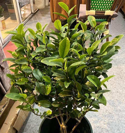 含笑花是喜阳还是喜阴植物？如何正确养护含笑花？